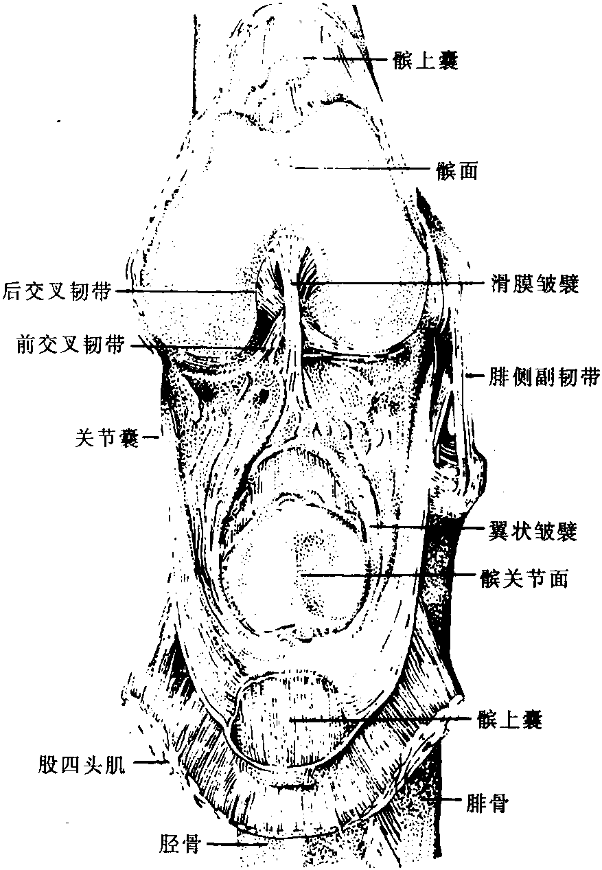 图60 膝关节的内部结构(左侧)